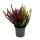 Multicolored Calluna vulgaris - set of 3 plants - broom heather - heather - hardy - 11cm pot - five different colors per pot (High FiVE)