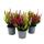 Mehrfarbige Calluna vulgaris Set mit 3 Pflanzen Besenheide Heidekraut winterhart 11cm Topf vier Farben pro Topf (quattro)