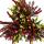 Mehrfarbige Calluna vulgaris Set mit 3 Pflanzen Besenheide Heidekraut winterhart 11cm Topf vier Farben pro Topf (quattro)