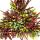 Mehrfarbige Calluna vulgaris Set mit 3 Pflanzen Besenheide Heidekraut winterhart 11cm Topf vier Farben pro Topf (quattro)