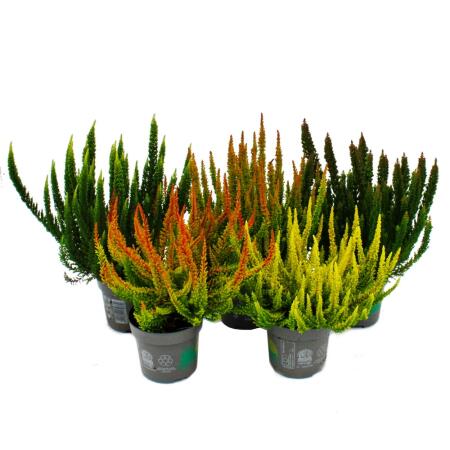 Calluna Green Nature - Bruyère à balai verte - bruyère - résistante au froid - pot de 11cm - aspect inhabituel grâce aux différentes nuances de vert