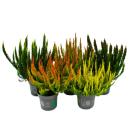 Calluna Green Nature - Green broom heather - heather -...