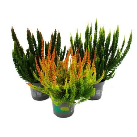 Calluna Green Nature Grüne Besenheide Heidekraut winterhart 11cm Topf Set mit 3 versch. Pflanzen