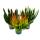 Calluna Green Nature - Grüne Besenheide - Heidekraut - winterhart - 11cm Topf - Set mit 3 versch. Pflanzen