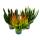 Calluna Green Nature Grüne Besenheide Heidekraut winterhart 11cm Topf Set mit 3 versch. Pflanzen