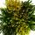 Calluna Green Nature - Green broom heather - heather - hardy - 11cm pot - set of 3 versch. Plants