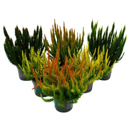 Calluna Green Nature - Bruyère à balai verte - Résistante au froid - Pot de 11cm - Set de 6 différentes plantes. Plantes