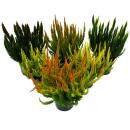 Calluna Green Nature - Bruyère à balai verte - Résistante au froid - Pot de 11cm - Set de 6 différentes plantes. Plantes