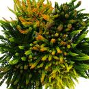 Calluna Green Nature - Bruyère à balai verte - Résistante au froid - Pot de 11cm - Set de 6 différentes plantes. Plantes
