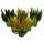Calluna Green Nature - Bruyère à balai verte - Résistante au froid - Pot de 11cm - Set de 6 différentes plantes. Plantes
