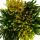 Calluna Green Nature - Bruyère à balai verte - Résistante au froid - Pot de 11cm - Set de 6 différentes plantes. Plantes