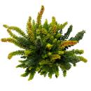 Calluna Green Nature - Green broom heather - heather - hardy - 11cm pot - set of 3 plants - versch. Green tones per pot