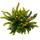 Calluna Green Nature - Bruyère à balai verte - Résistante au froid - Pot de 11cm - Set de 3 plantes - Différentes couleurs. Tons de vert par pot