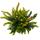 Calluna Green Nature - Green broom heather - heather - hardy - 11cm pot - set of 3 plants - versch. Green tones per pot