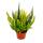 Calluna Green Nature - Bruyère à balai verte - résistante au froid - pot de 11cm - set de 6 plantes - différentes couleurs. Tons de vert par pot