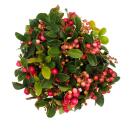 Carpet berry - Gaultheria procumbens - mock berry -...