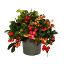 Teppichbeere - Gaultheria procumbens - Scheinbeere - Rebhuhnbeere - winterharte Pflanze mit dekorativen Beeren