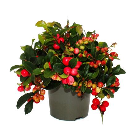 Teppichbeere Gaultheria procumbens Scheinbeere Rebhuhnbeere winterharte Pflanze mit dekorativen Beeren Set mit 3 Pflanzen