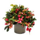 Teppichbeere Gaultheria procumbens Scheinbeere Rebhuhnbeere winterharte Pflanze mit dekorativen Beeren Set mit 3 Pflanzen