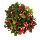 Teppichbeere Gaultheria procumbens Scheinbeere Rebhuhnbeere winterharte Pflanze mit dekorativen Beeren Set mit 3 Pflanzen