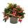 Teppichbeere Gaultheria procumbens Scheinbeere Rebhuhnbeere winterharte Pflanze mit dekorativen Beeren Set mit 3 Pflanzen