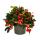 Teppichbeere Gaultheria procumbens Scheinbeere Rebhuhnbeere winterharte Pflanze mit dekorativen Beeren Set mit 6 Pflanzen