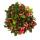 Teppichbeere Gaultheria procumbens Scheinbeere Rebhuhnbeere winterharte Pflanze mit dekorativen Beeren Set mit 6 Pflanzen