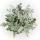 Senecio maritima - Feuille dargent - Plante décorative au feuillage argenté - pot de 11cm