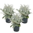 Senecio maritima Silberblatt Dekorative Pflanze mit silbrigem Laub 11cm Topf Set mit 3 Pflanzen