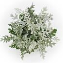 Senecio maritima Silberblatt Dekorative Pflanze mit silbrigem Laub 11cm Topf Set mit 3 Pflanzen