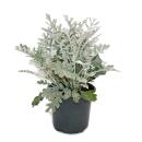 Senecio maritima - Silver leaf - Decorative plant with...