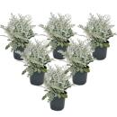 Senecio maritima - Feuille dargent - Plante décorative au feuillage argenté - Pot de 11cm - Set de 6 plantes