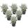 Senecio maritima - Feuille dargent - Plante décorative au feuillage argenté - Pot de 11cm - Set de 6 plantes