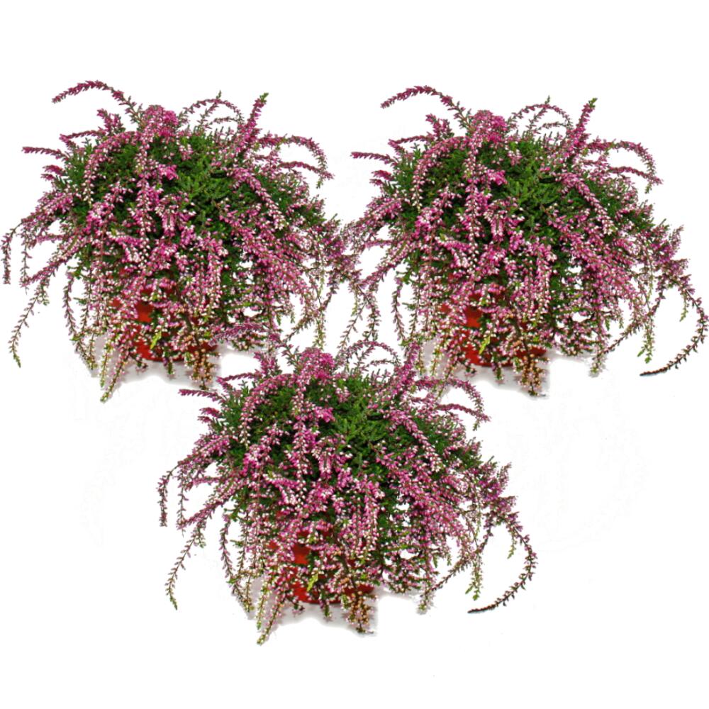orchidee zimmerpflanze 3 Stück Dendrobium Nobile - Bambus Orchidee main image 1