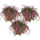 Hanging calluna - set of 3 plants - hanging broom heather...