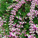 Hängende Calluna Set mit 3 Pflanzen hängende Besenheide Heidepflanze winterhart 12cm Topf rosa