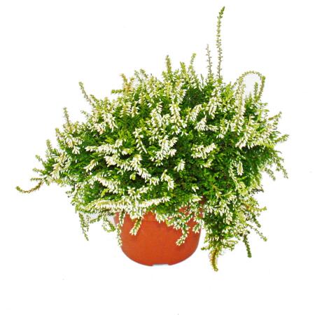 Calluna suspendue - Set de 3 plantes - Bruyère à balai suspendue - Plante de terre de bruyère - résistante au froid - pot de 12cm - blanc
