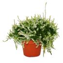 Calluna suspendue - Set de 3 plantes - Bruyère à balai suspendue - Plante de terre de bruyère - résistante au froid - pot de 12cm - blanc
