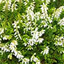 Calluna suspendue - Set de 3 plantes - Bruyère à balai suspendue - Plante de terre de bruyère - résistante au froid - pot de 12cm - blanc
