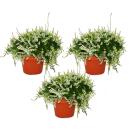 Calluna suspendue - Set de 3 plantes - Bruyère à balai suspendue - Plante de terre de bruyère - résistante au froid - pot de 12cm - blanc