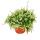 Calluna suspendue - Set de 3 plantes - Bruyère à balai suspendue - Plante de terre de bruyère - résistante au froid - pot de 12cm - blanc