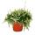 Calluna suspendue - Set de 3 plantes - Bruyère à balai suspendue - Plante de terre de bruyère - résistante au froid - pot de 12cm - blanc