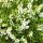 Calluna suspendue - Set de 3 plantes - Bruyère à balai suspendue - Plante de terre de bruyère - résistante au froid - pot de 12cm - blanc