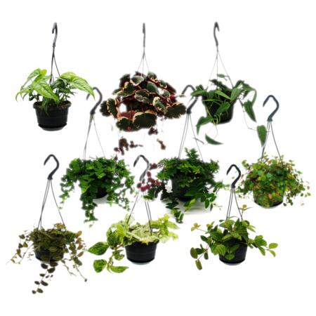 Easy-care mini traffic light plants in the 12cm hanging basket