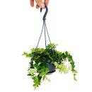 Mini-plante de feuillage à entretien facile - Marcgravia umbellata - Plante à bardeaux