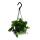 Mini-plante de feuillage à entretien facile - Marcgravia umbellata - Plante à bardeaux