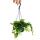 Mini-plante de feuillage à entretien facile - Marcgravia umbellata - Plante à bardeaux