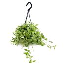 Easy-care mini traffic light plant - Dischidia oiantha -...