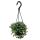 Pflegeleichte Mini-Ampelpflanze - Pilea glauca - Blaue Kanonierblume