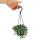 Pflegeleichte Mini-Ampelpflanze - Pilea glauca - Blaue Kanonierblume